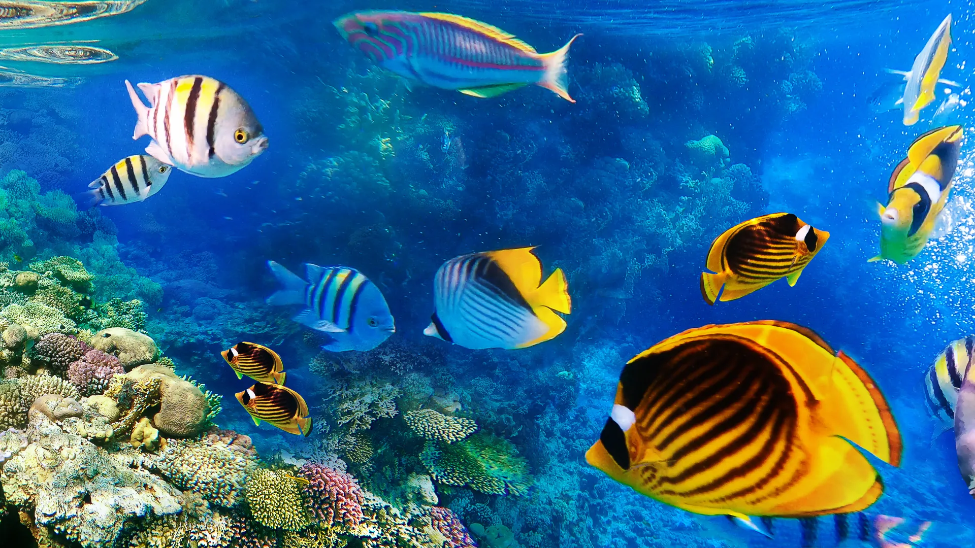 The ultimate guide to scuba diving in the maldives
